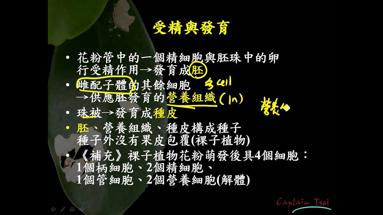 4 1裸子植物生活史三捷