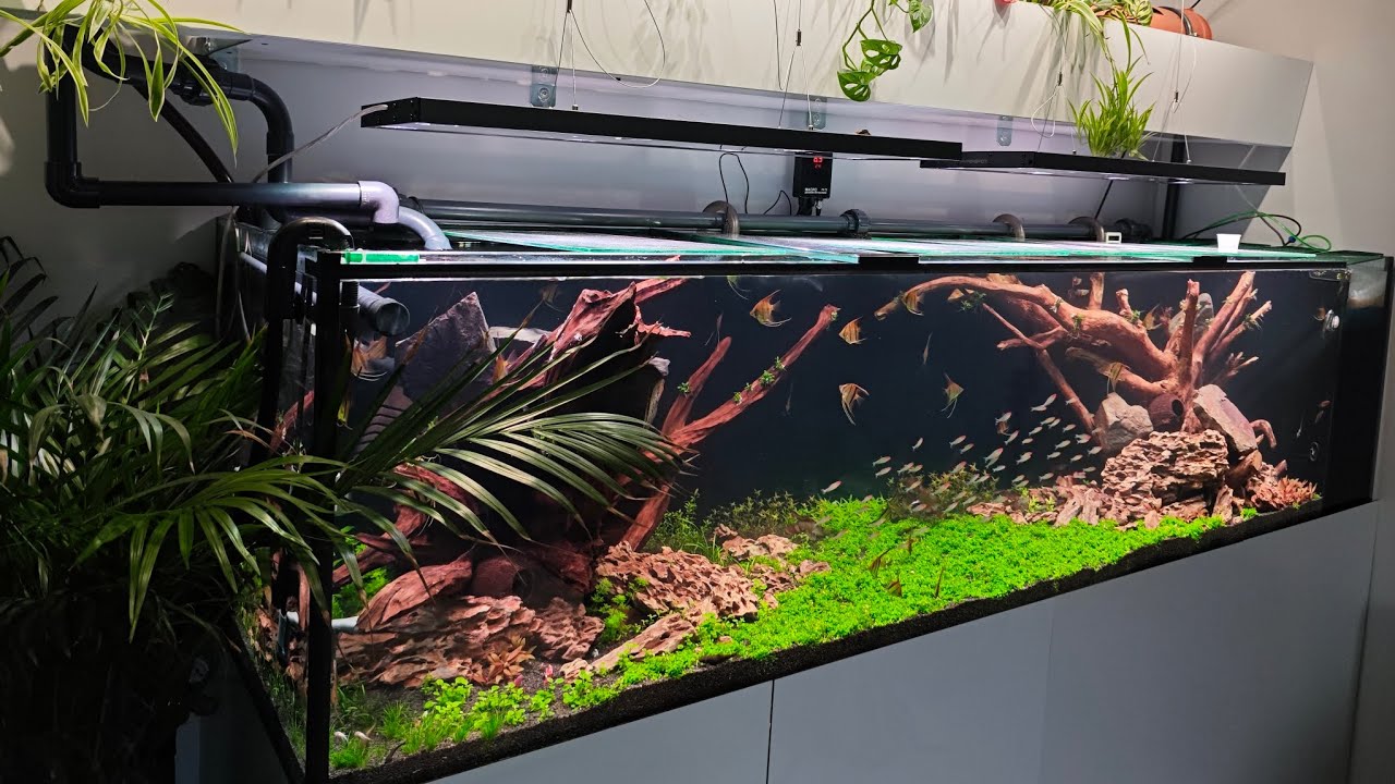 012. Akwarium 1000l. NO2 = 0! Stabilizacja osiągnięta &ndash; wracam do CO2 i nawożenia