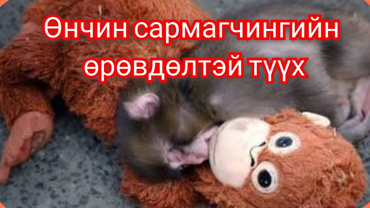 Ээждээ Гологдсон Бяцхан Панч сармагчингийн Гоё түүх. Goe tuuhuud цувралаас. Дэлхийг донсолгосон 