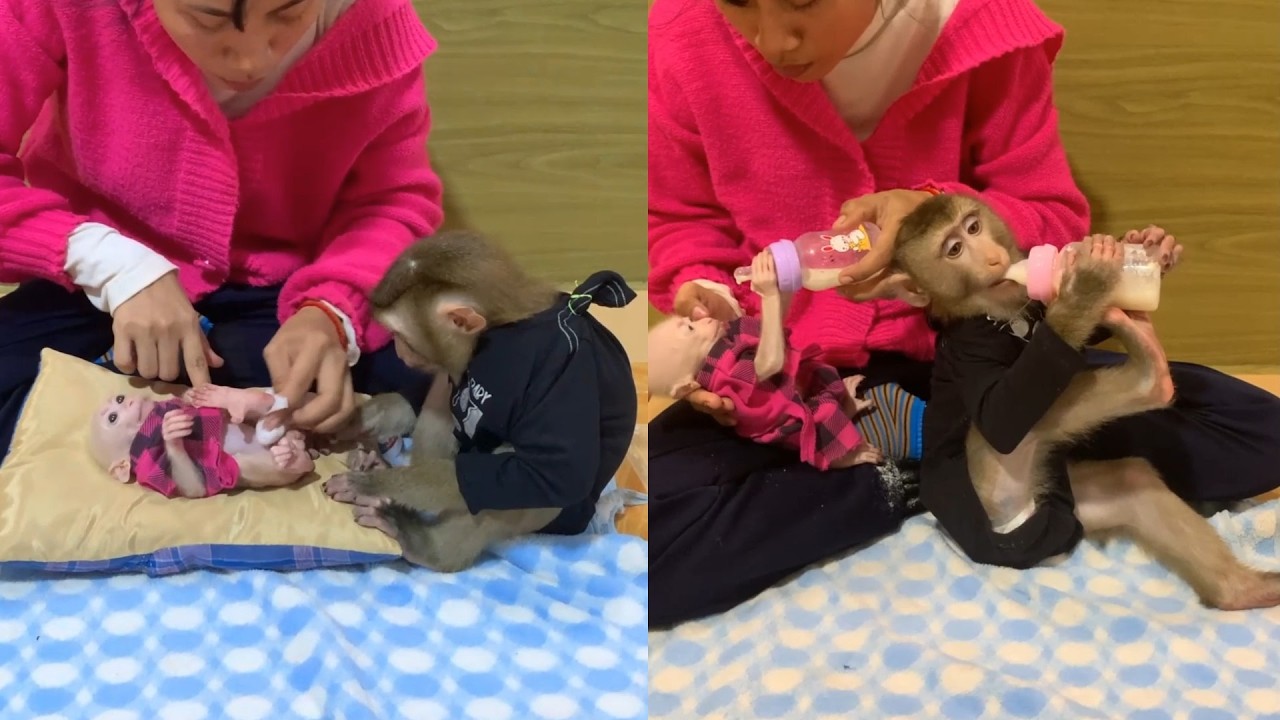 Big Monkey Copies Baby Feeding 🐒🍼 Funny & Sweet Family Moment