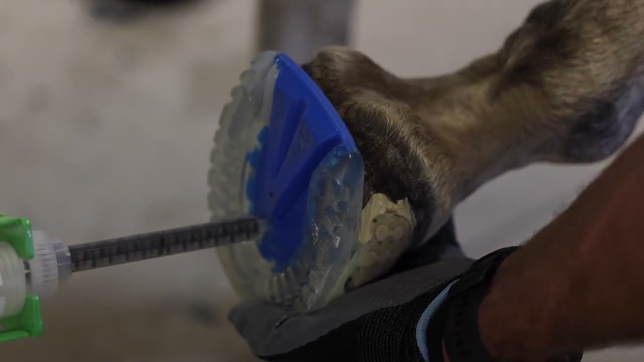 HoofLox SoftPak: How to Apply
