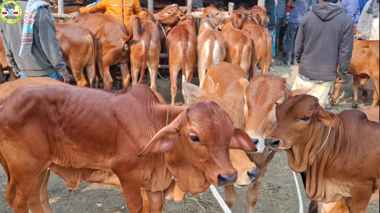 আজ ২৩/১/২৬ | প্রচুর চাহিদা সম্পন্ন শাহিওয়াল ষাঁড় বাছুরের দাম | আমবাড়ী হাট 