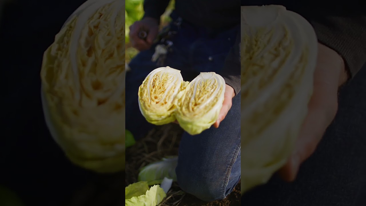 A Visit to Burns Blossom Farm