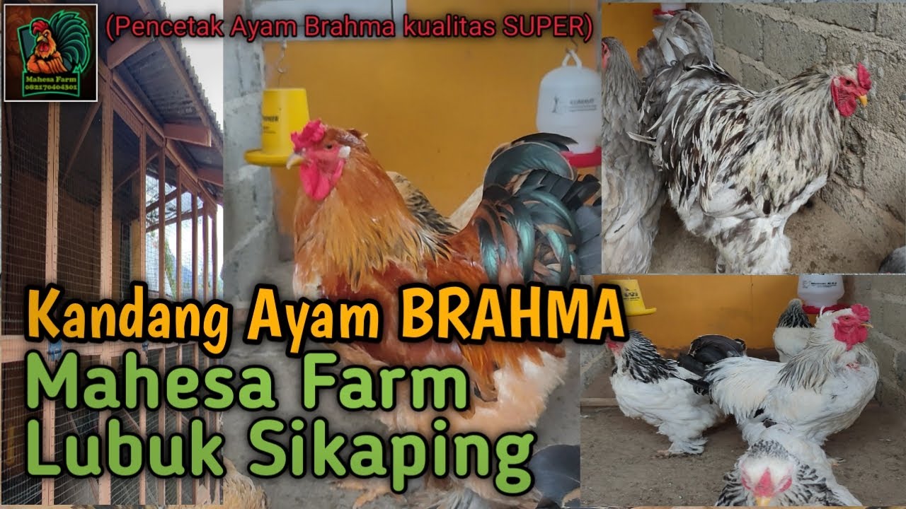 Review Kandang Peternakan Ayam Brahma Kualitas Super 'Mahesa Farm Lubuk Sikaping'