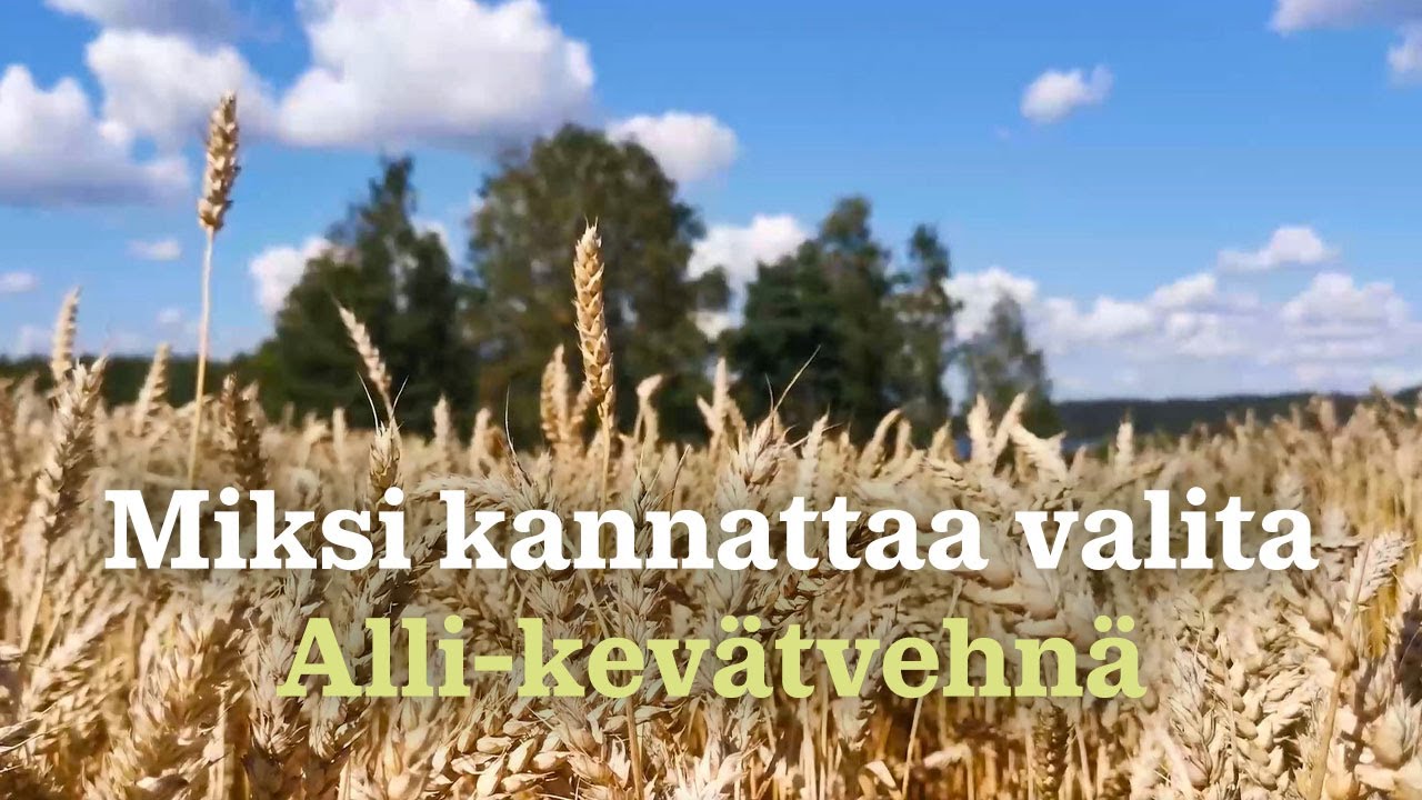 Miksi Alli-kev&auml;tvehn&auml; on niin hyv&auml; lajike?
