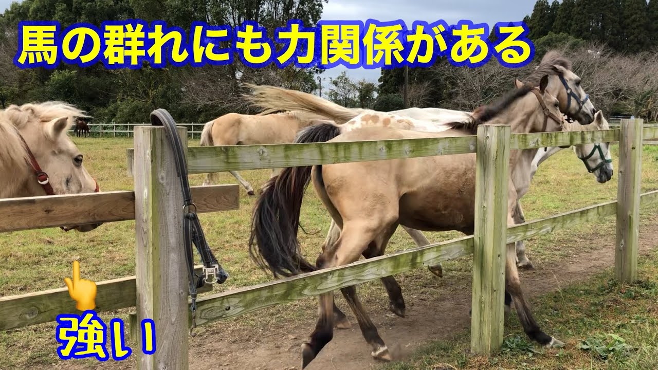 馬の群れにも力関係がある