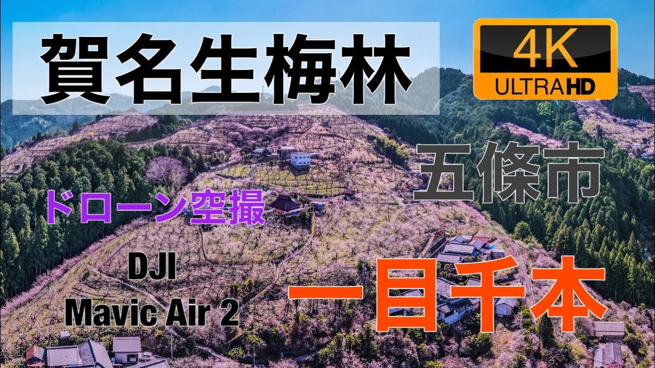【4K60P】賀名生梅林　奈良県　五條市　ドローン空撮 Aerial with Drone
