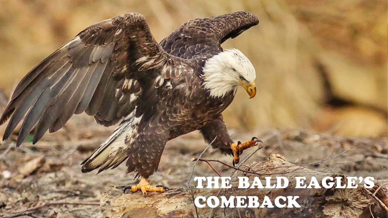 The AMAZING Comeback of the Bald Eagle in New Jersey