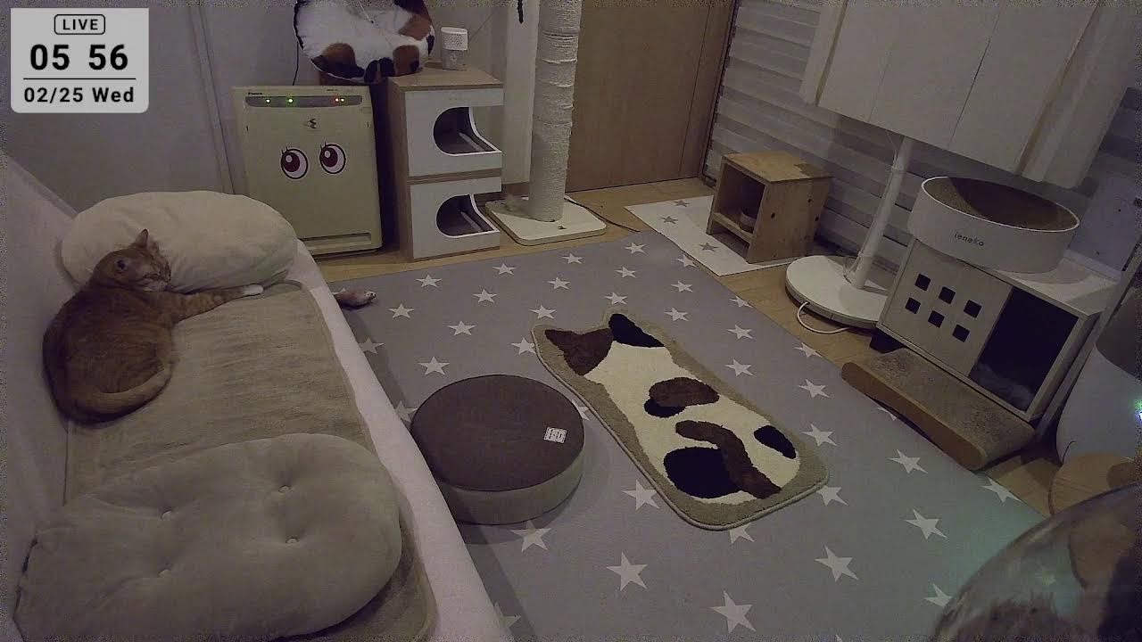 2026.2.25 ニャンコ部屋から生放送！〜猫らの寝相ウォッチング〜