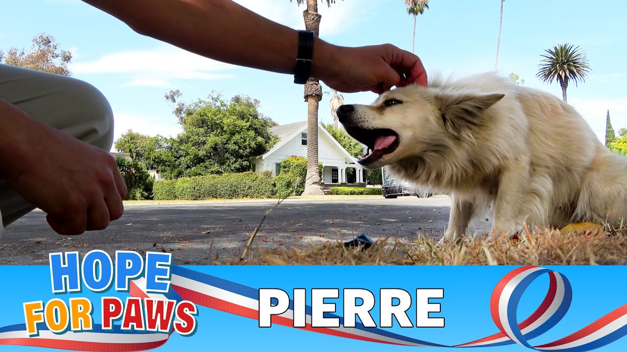Abandoned dog ingests rat poison while searching for food. 🤢
