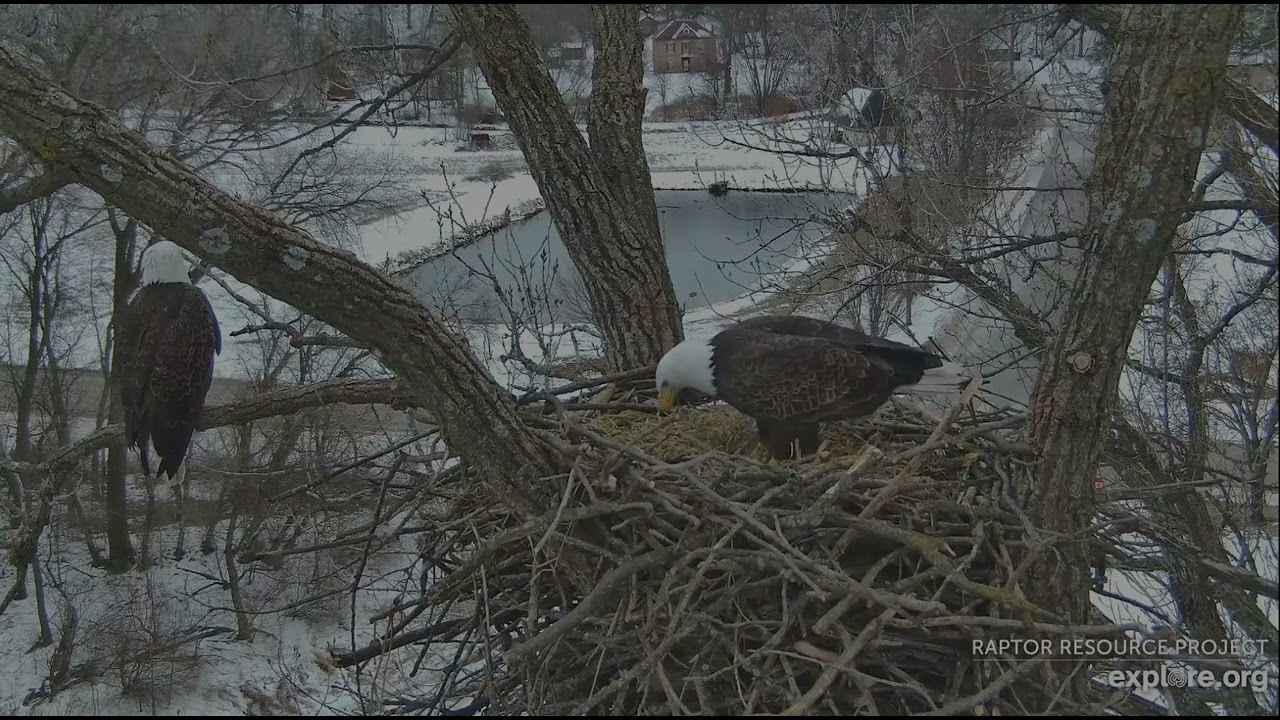Decorah Eagles 2-6-26 Nest is looking nice & fluffy