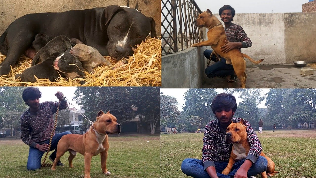 Muscular Pitbull Dog and 5 beautiful puppy - Hsn Entertainment