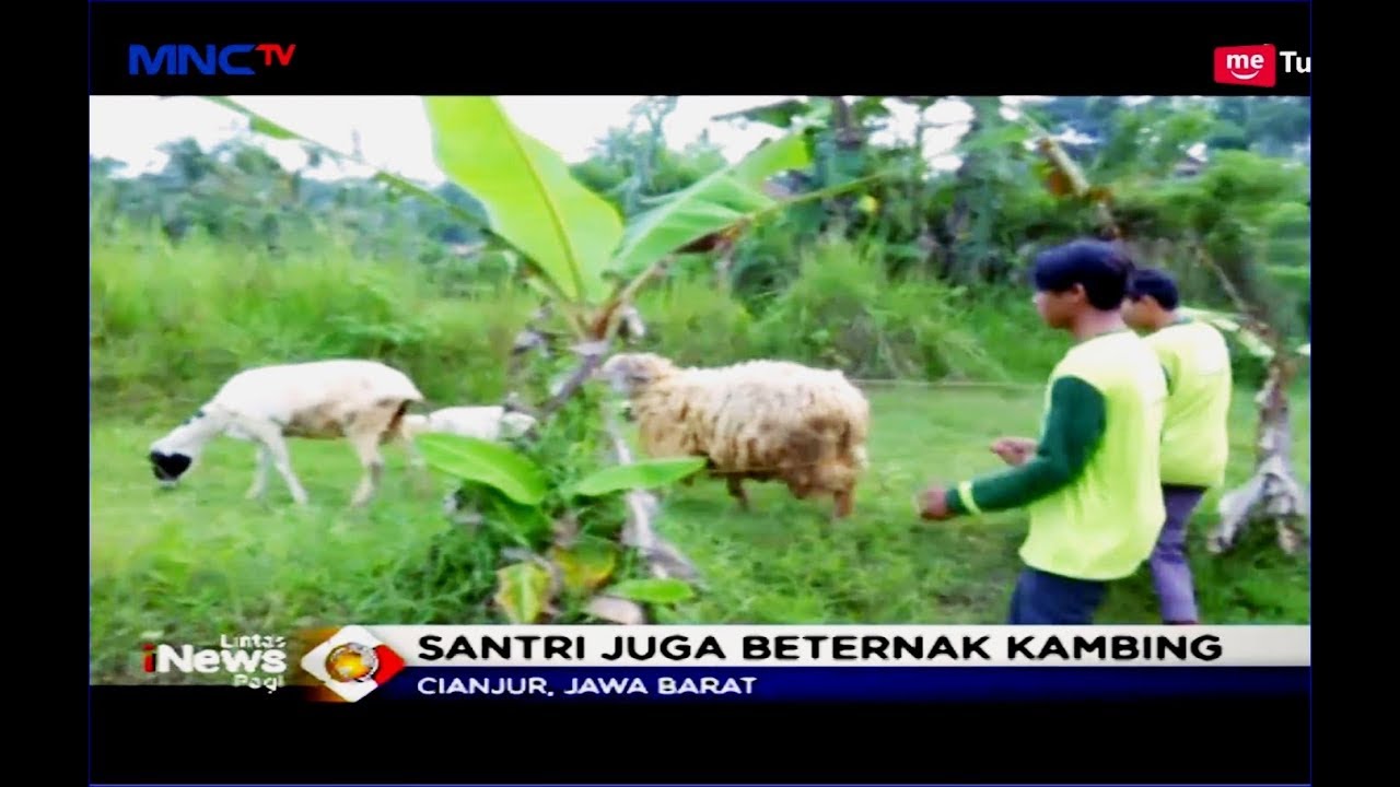 Pesantren Entrepreneur Miftahul Falah Ajarkan Santri Bertani dan Berternak - LIP 05/04