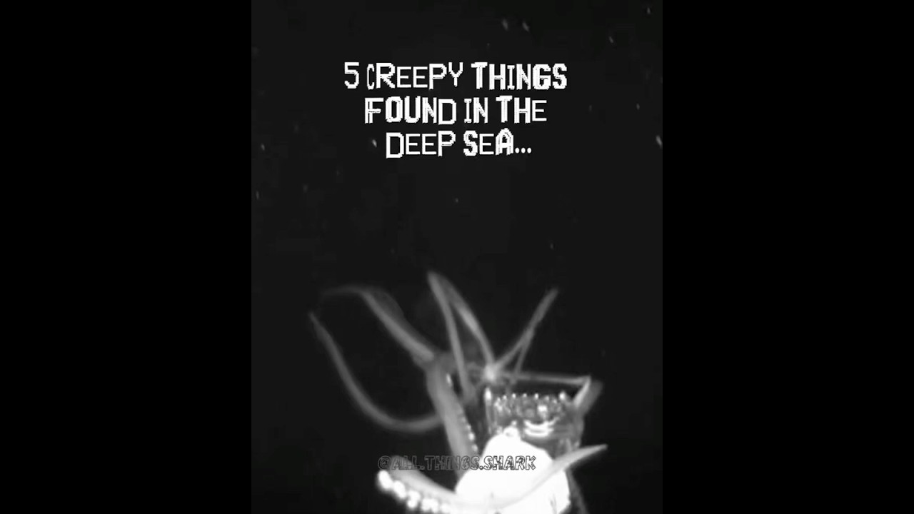 The ocean is fascinating and terrifying - part 4! 🦑🦀🦈