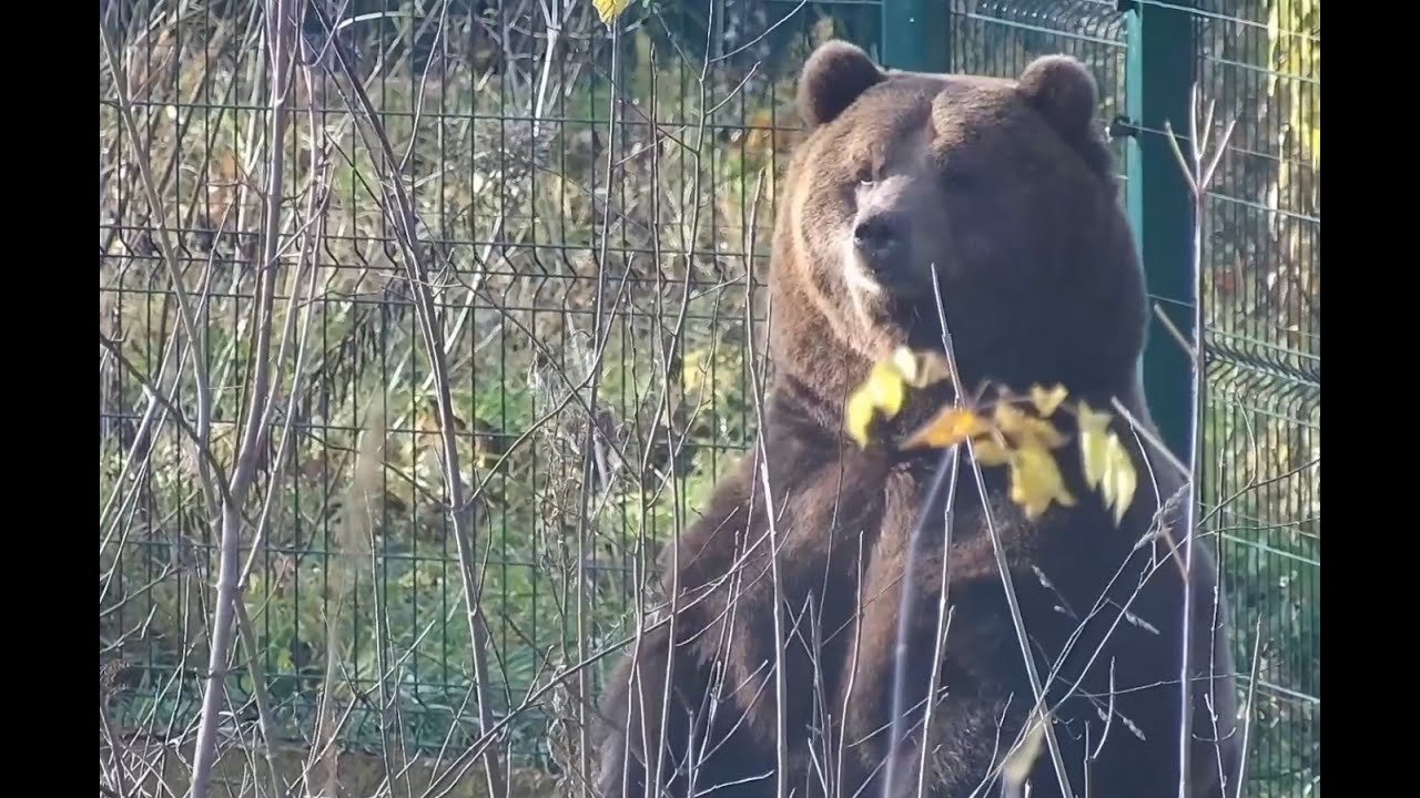 Медведь Мансур проверяет домик перед спячкой 🐻👀🏡 Mansur bear inspects his house before hibernation