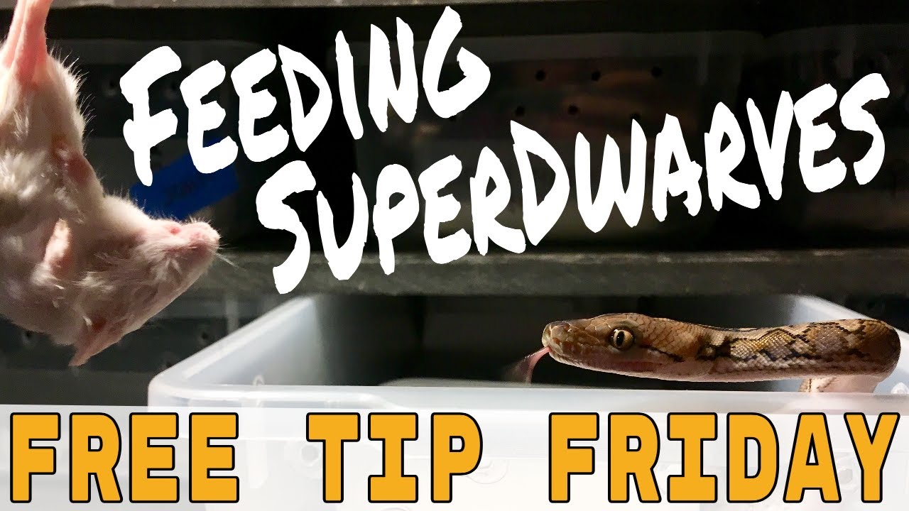 Feeding Superdwarf Retics (Free Tip Friday #4)