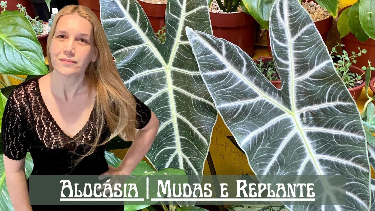 Alocásia | Mudas e Replante | Nossa Vida é sem Frescuras!