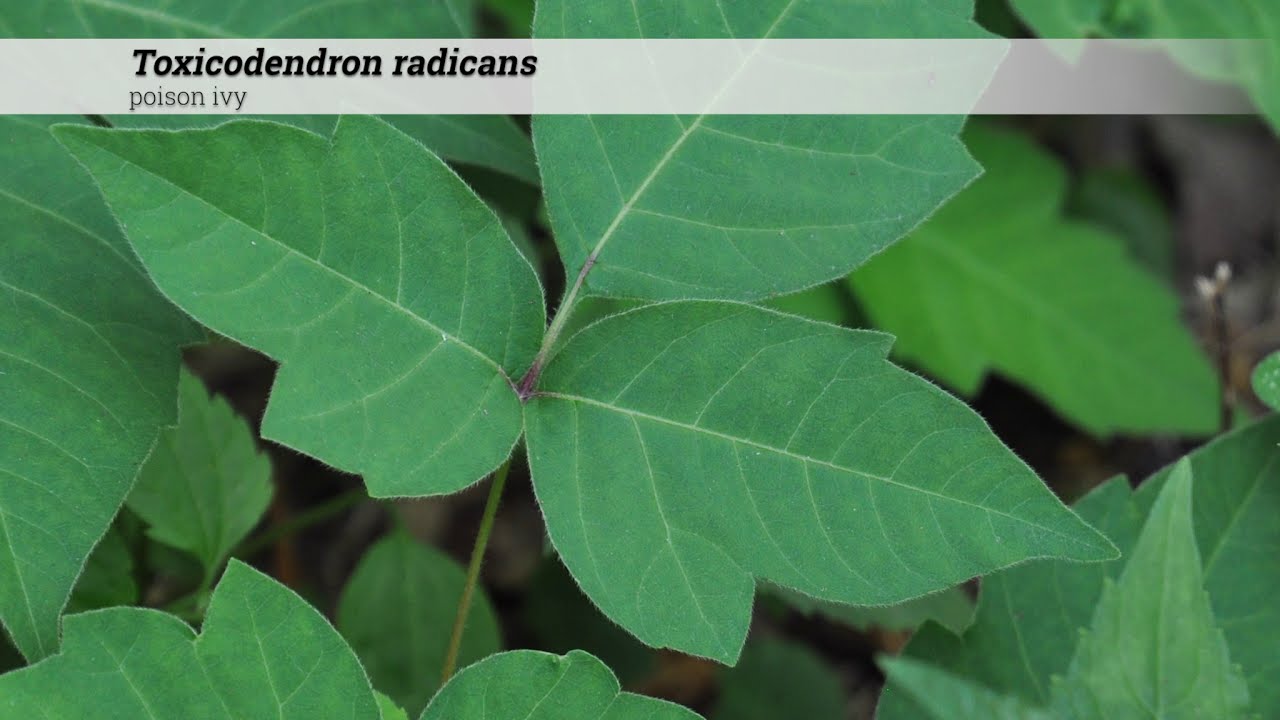 poison ivy (Toxicodendron radicans)