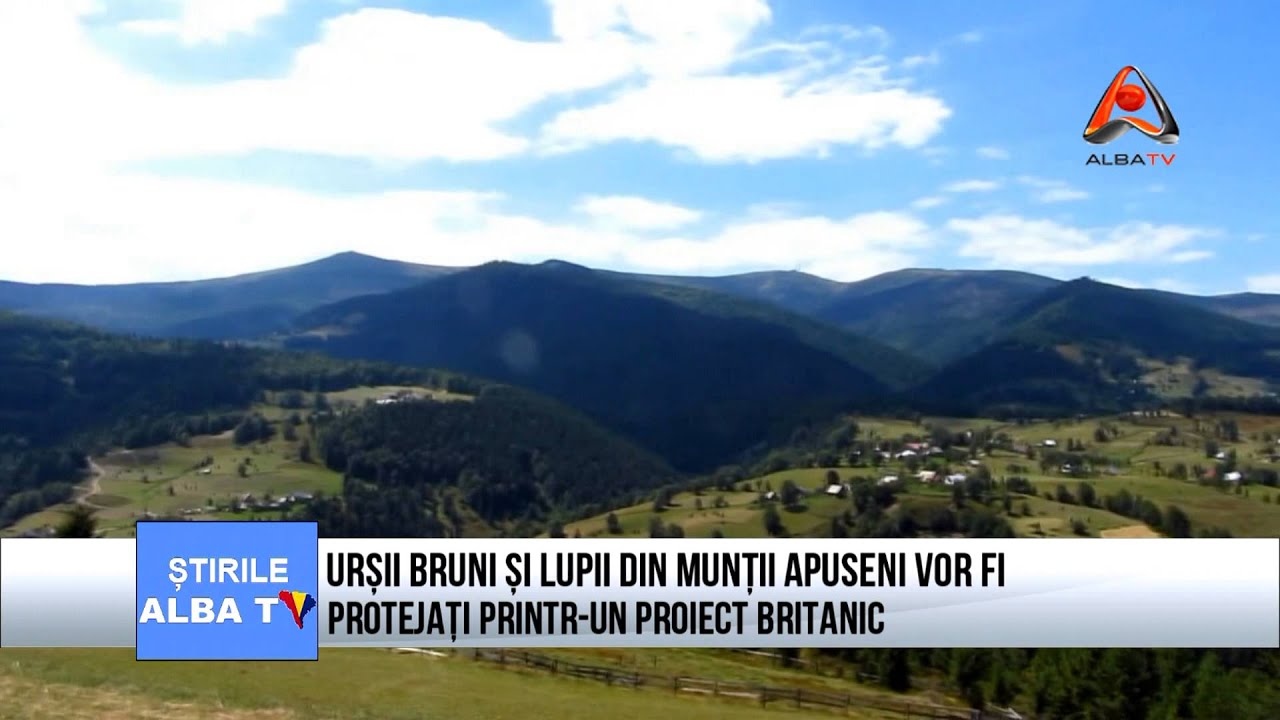 URSII BRUNI SI LUPII DIN MUNTII APUSENI VOR FI PROTEJATI PRINTR-UN PROIECT BRITANIC