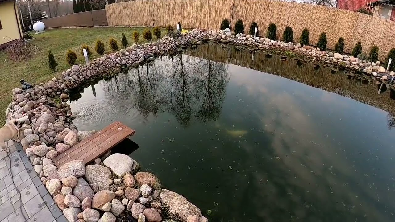 Koi Pond Poland🇵🇱