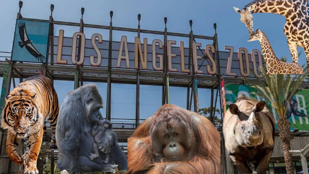 LA Zoo Vlog 