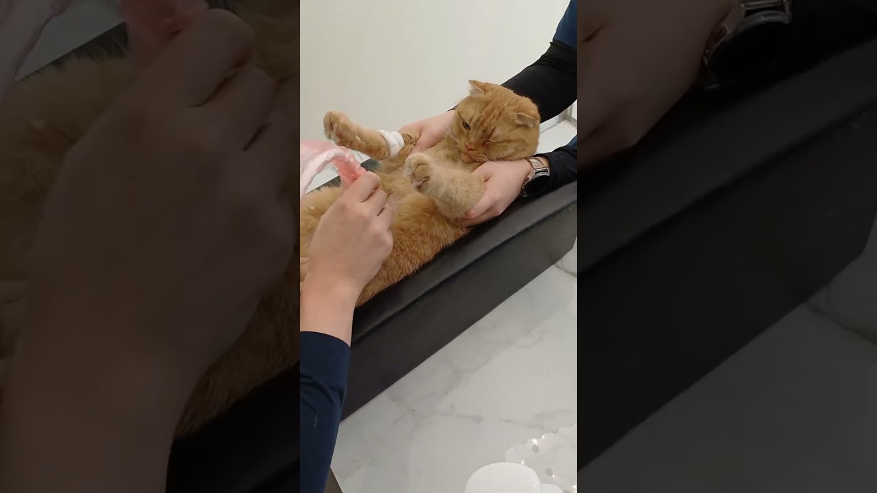 CAT HEALTH CHECK UP CAT SONO EXAM