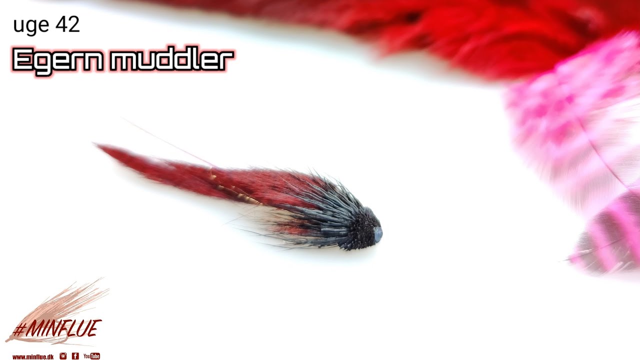 Egern Muddler - update fra Minflue.dk uge 42