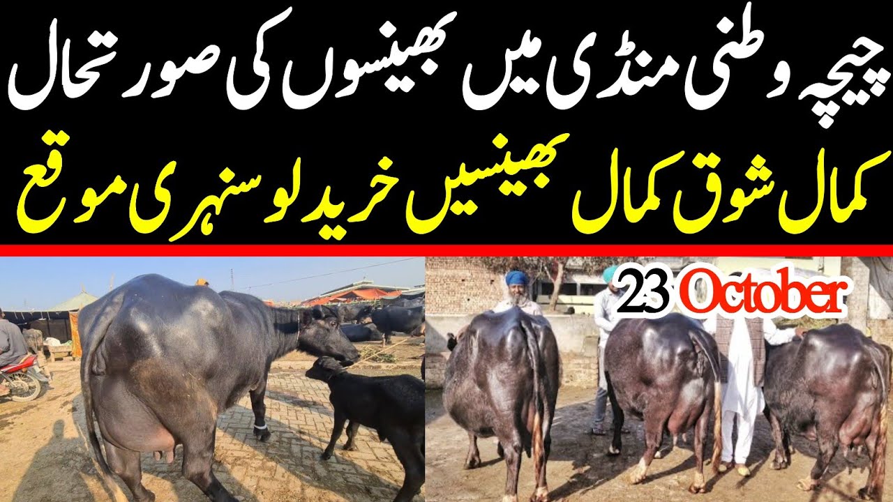 Chichawatni Mandi | Heavy Buffaloes For Sale | Malumor Janwar Mandi 