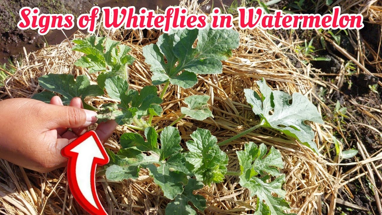 Mga Dapat Gawin at  Bantayan na Peste sa Watermelon Farming- Alamin