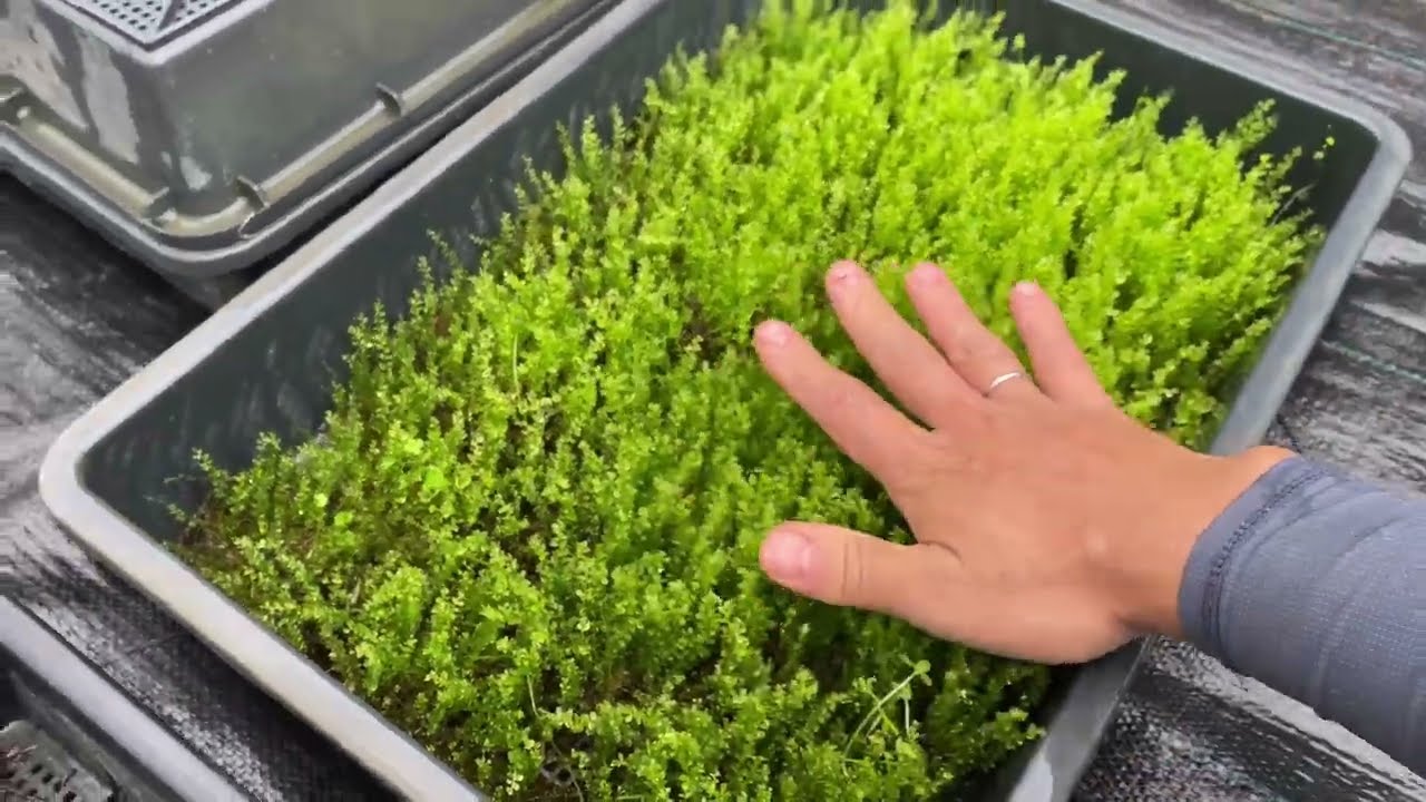 最高級のコツボゴケの栽培ができました コツボゴケはどんな苔か解説します