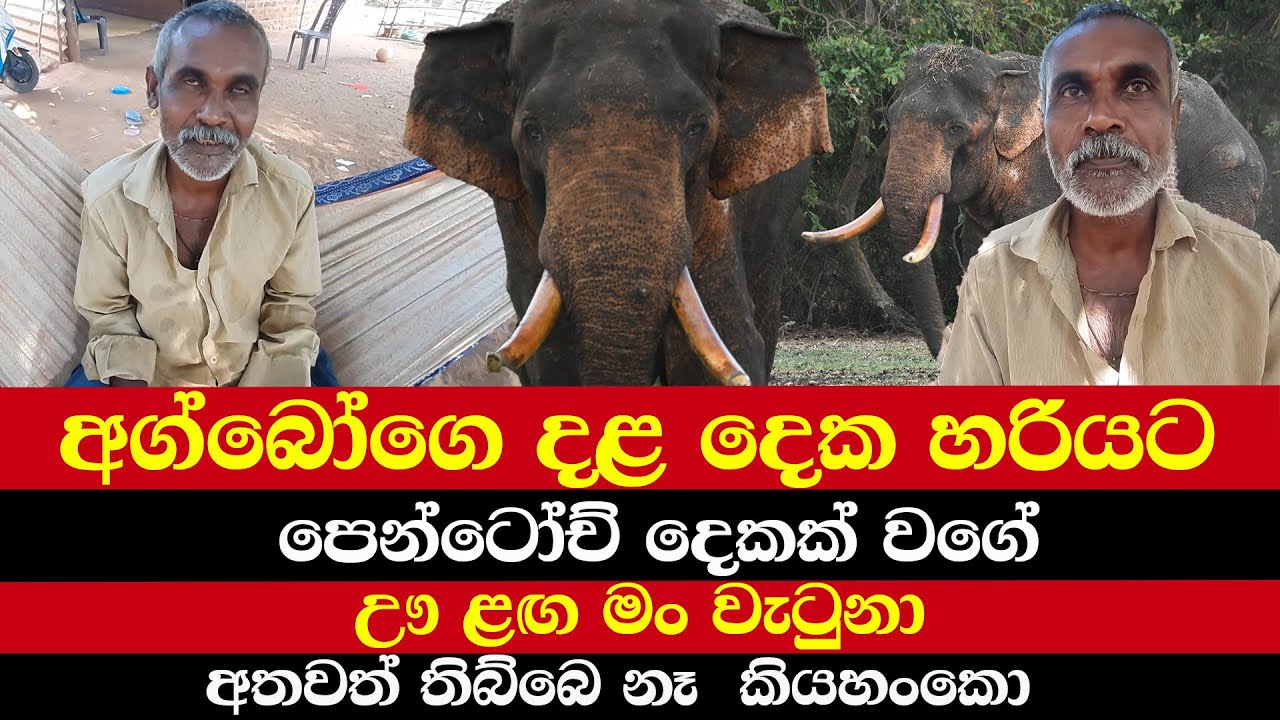 අග්බෝගෙ දළ දෙක හරියට පෙන්ටෝච් දෙකක් වගේ | ඌ ළඟ මං වැටුනා අතවත් තිබ්බෙ නෑ