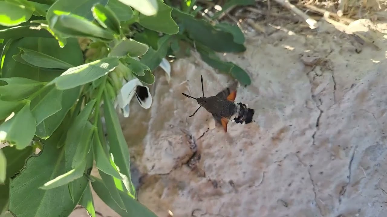 Colibrí Europeo Mariposa esfinge Colibri que Cuida de tus plantas y Aliadas de nuestro Huerto/Jardin