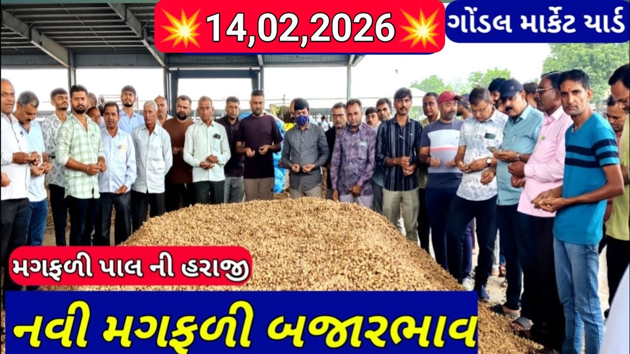 નવી મગફળીના બજાર ભાવ /ગોંડલ મગફળી ના બજાર ભાવ /નવી મગફળી ના બજાર ભાવ /14,02,2026