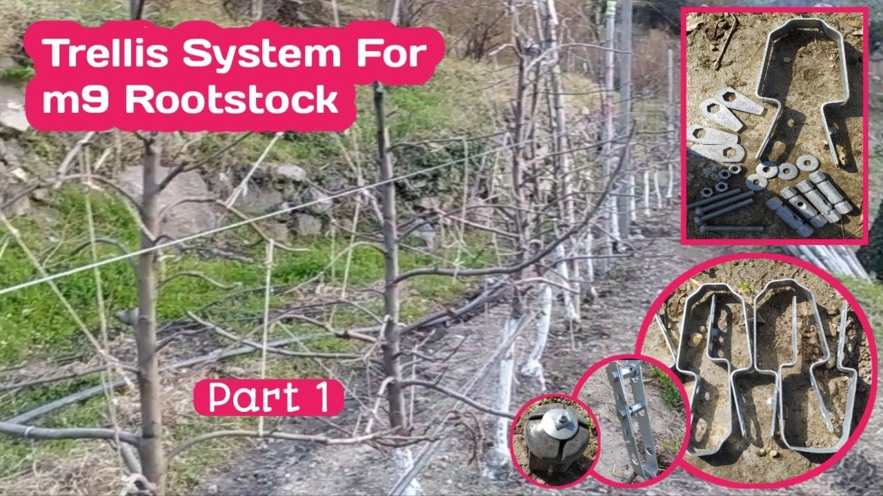 #Trellis_Apple #Apple_Trellis  #Trellis_Accesories #the_farmer_mc Trellis System For m9 Rootstock