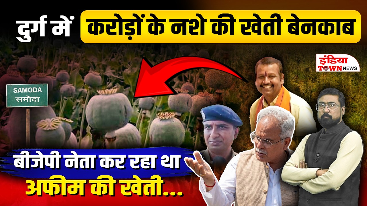 दुर्ग समोदा में  मक्के के खेत में उग रही थी अफीम,खुलासे के बाद सियासत गरम,