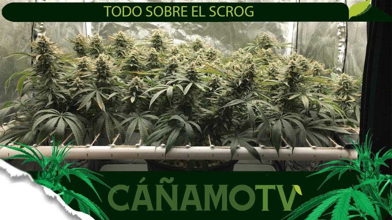TODO SOBRE LA TÉCNICA SCREEN OF GREEN O SCROG 🌻Mars Hydro