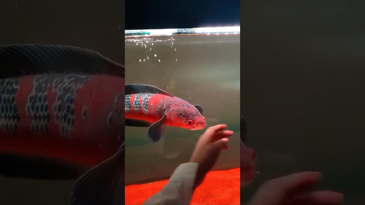 Red barito Channa Fish ❤️ #deewaraya #aquarium #snakeheadfish #channa #monsterfish #indonesia