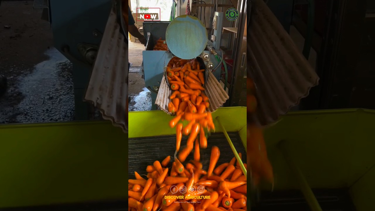 Carrot washing Machine
