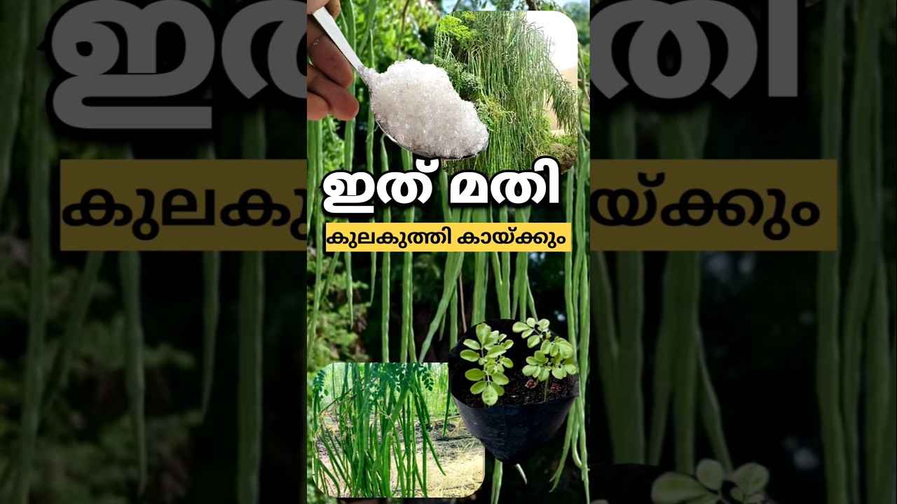 പറിച്ച് മടുക്കും വിളവ് | Krishi Tips 103 #plants #garden #flowers #vegetables