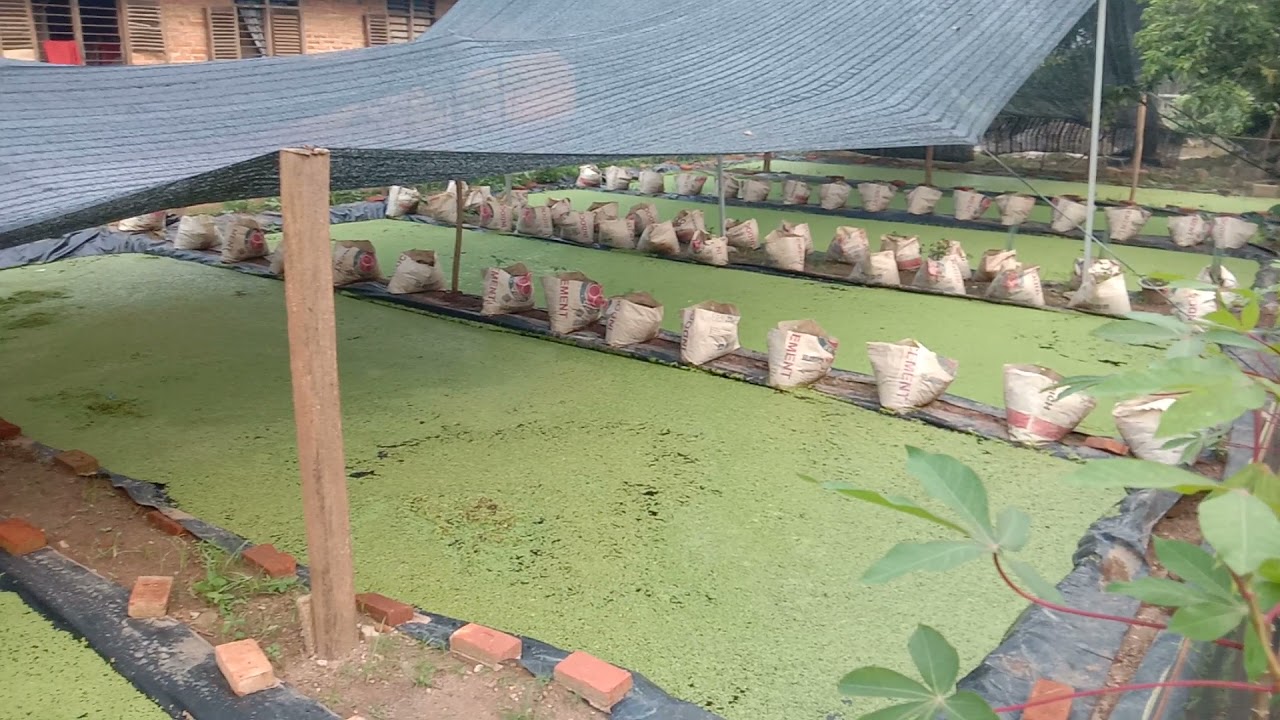 TEKNIK BUDIDAYA AZOLLA MICROPYLLA DI KOLAM TERPAL