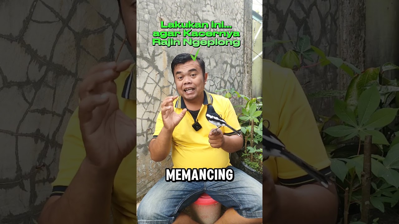 Cara Perawatan agar Kacer rajin Ngeplong #kicaumania #birds #kacer