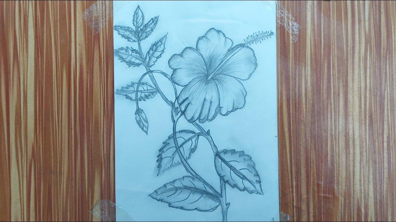 Realistic Hibiscus Flower Pencil Drawing | Joba Ful Sketch Step by Step | Asma Pencil Art