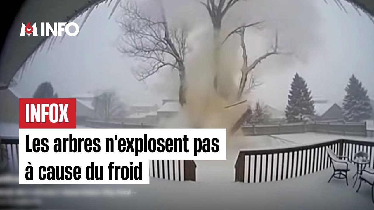 Les arbres n'explosent pas à cause du froid