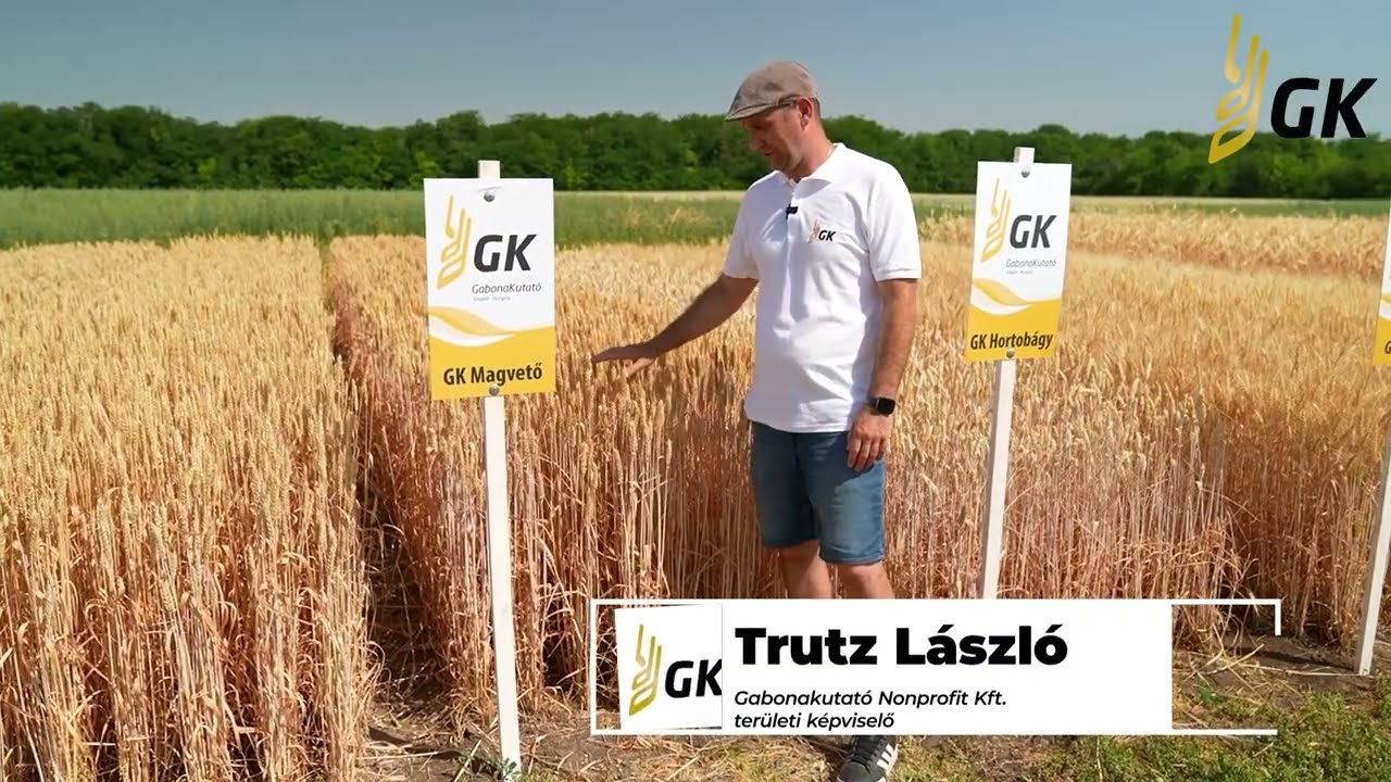 GK Magvető Őszi Búza