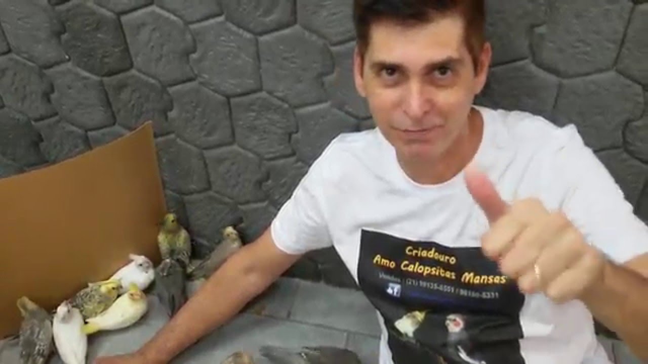 &Uacute;LTIMA NINHADA DE 2015 . SE GOSTAR CURTE AI !#cockatiel  #aves #calopsita