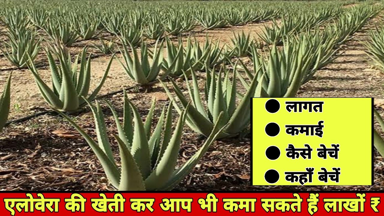 एलोवेरा की खेती से कमाई का पूरा गणित👍कॉन्ट्रैक्ट फार्मिंग की कड़वी सच्चाई | Aloevera Advance farming