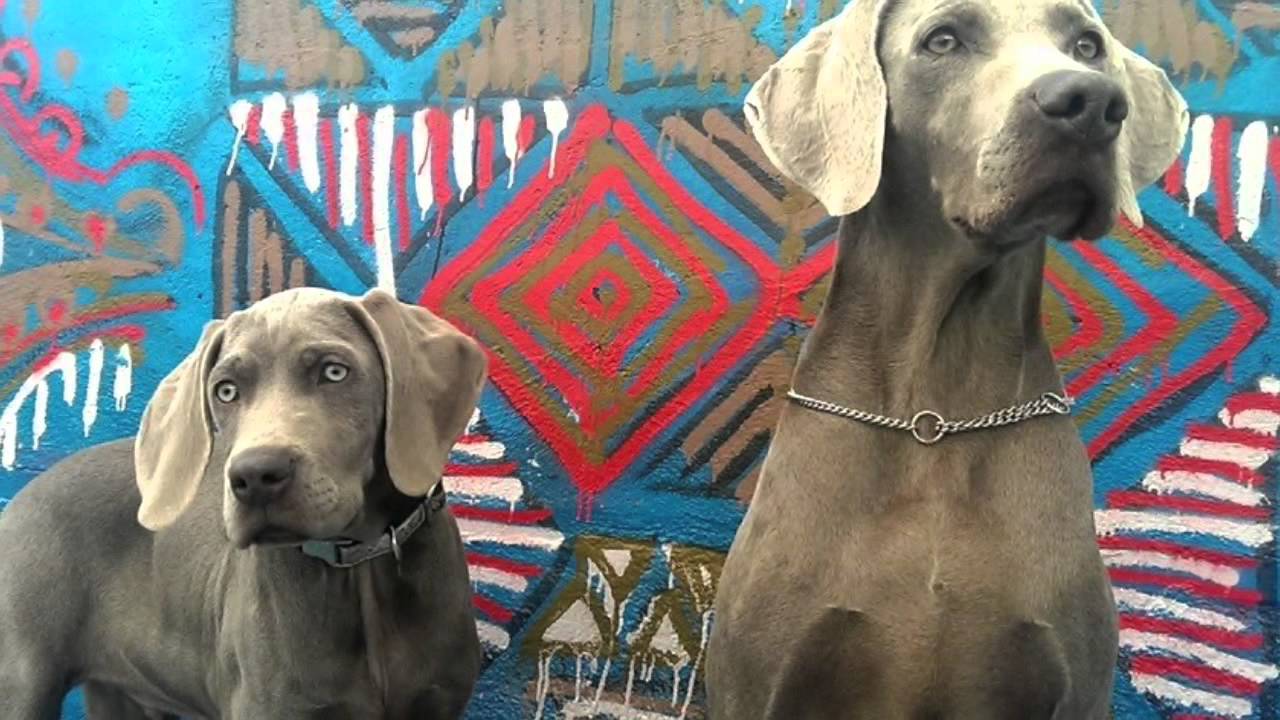 WEIMARANERS DE GRIS TITANIO - 10 AÑOS DE CRIANZA
