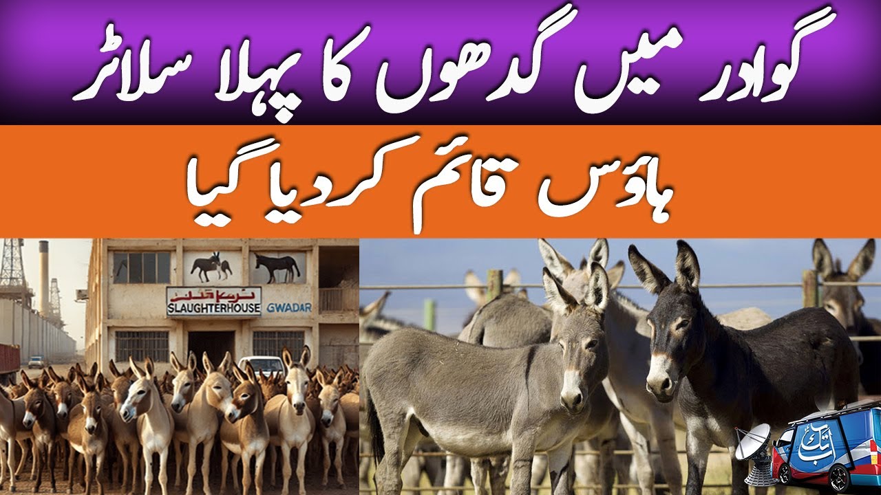Pakistan Opens First Donkey Slaughterhouse to Meet China's Growing Demand | AbbTakk News