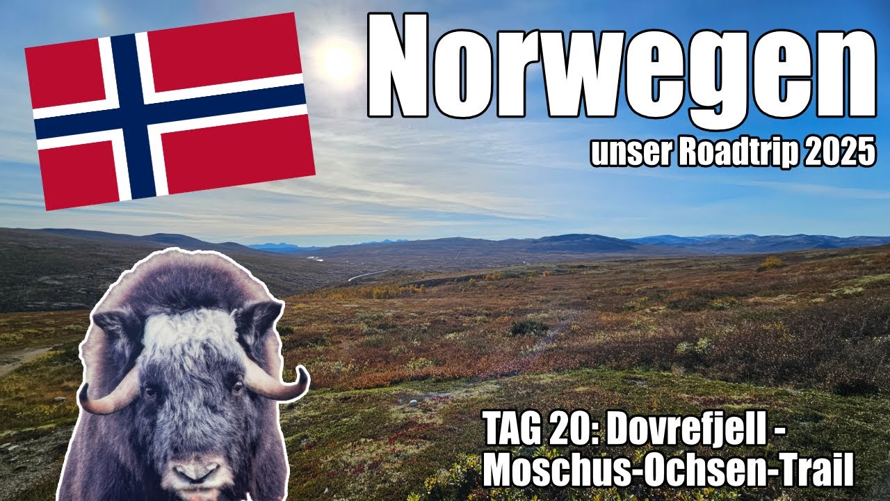 Tag 20: Moschus-Ochsen Wanderung | Dovrefjell Nationalpark Norwegen