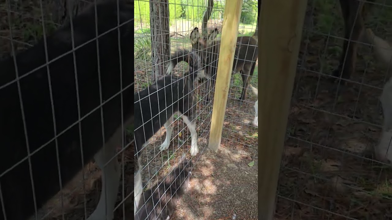 Animal cam: Daisy, Grace, Misty, and Jake together